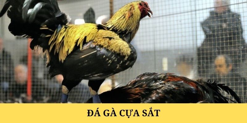 Đá Gà Cựa Sắt Hấp Dẫn Cùng Công Nghệ Hiện Đại Tại MANCLUB