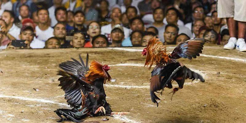 Các loại giống tham gia trong đá gà cựa sắt