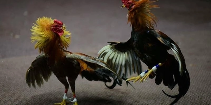 Các giống tham gia thi đấu tại trường gà