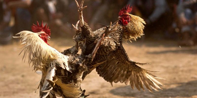 Các loại kèo cược phổ biến tại MANCLUB